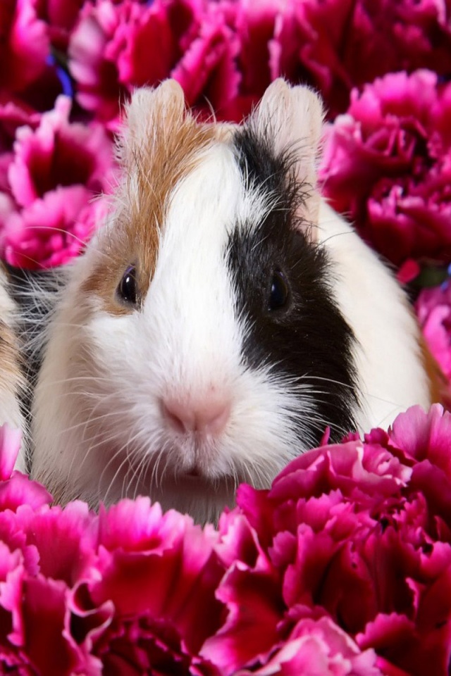 Морские свинки в гвоздиках обои