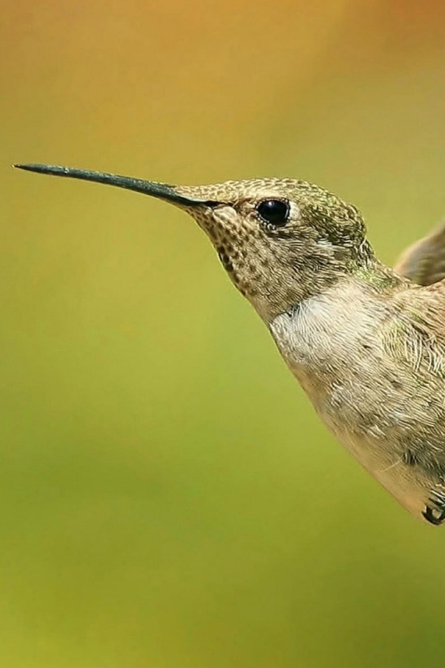 Колибри в полёте обои