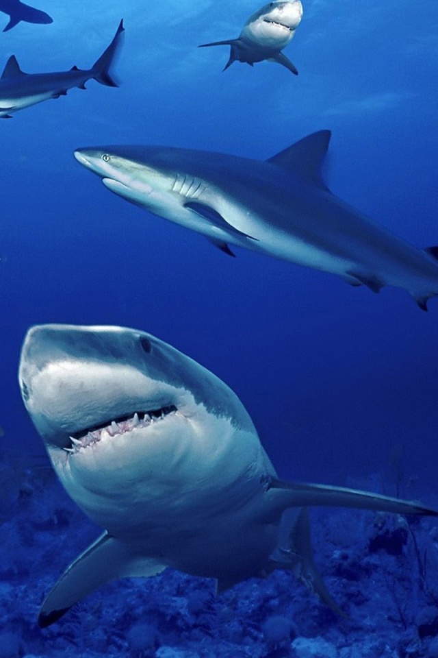 Стая акул обои