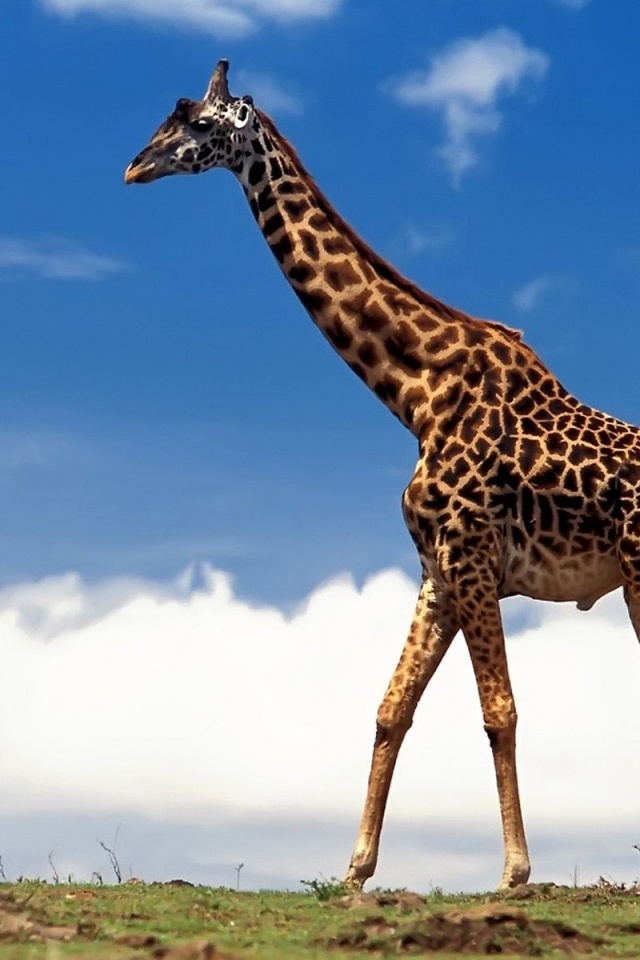 Жираф на прогулке обои