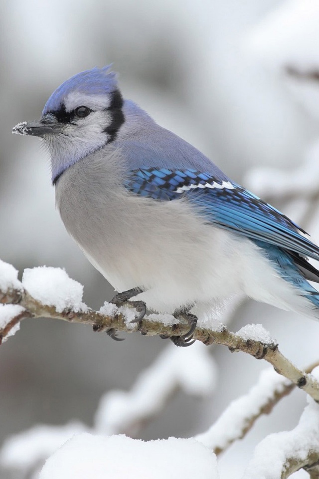 Маленькая синяя птичка обои