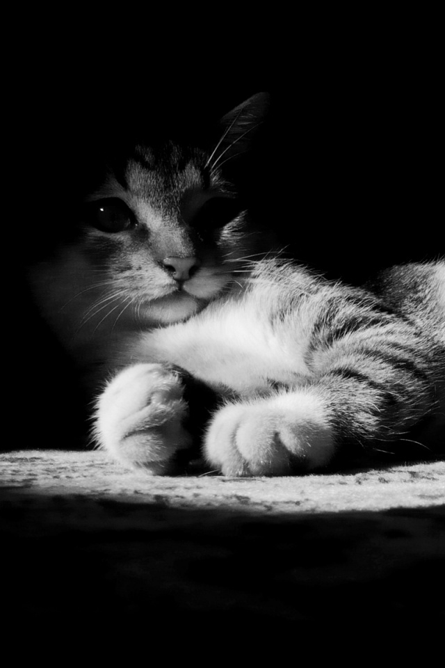 Котик в тени обои