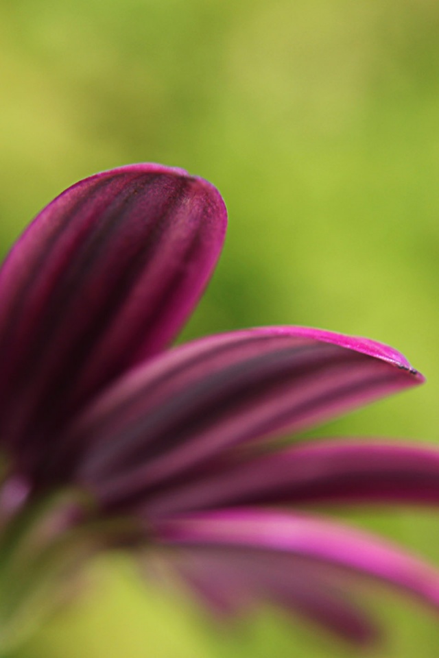 Макро фото цветка обои