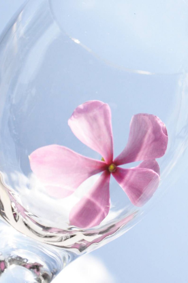 Нежный цветок в бокале на фоне голубого неба обои