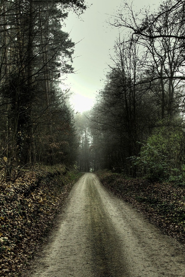 Дорога через лес обои
