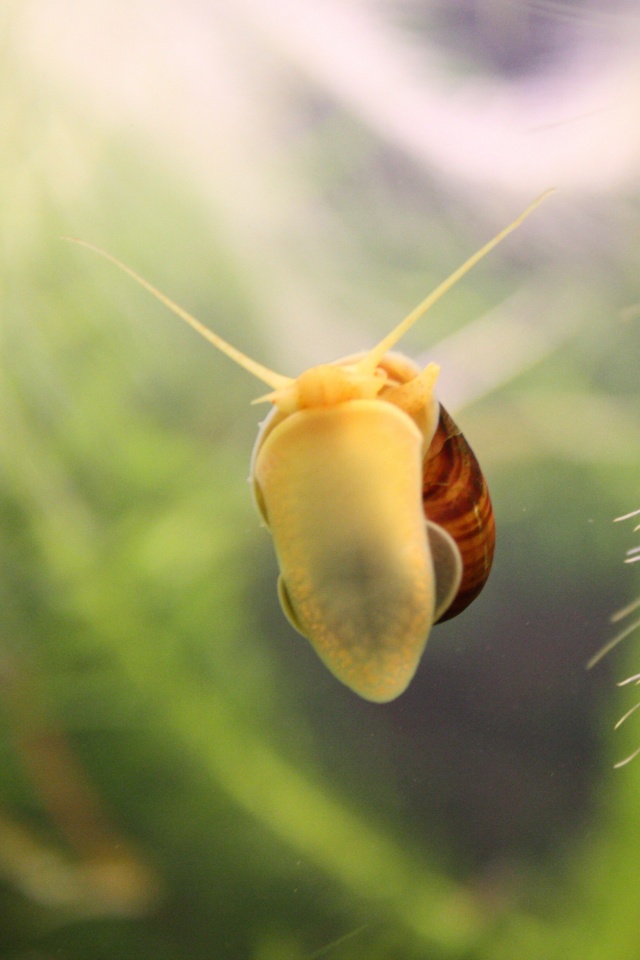 Летящее насекомое обои