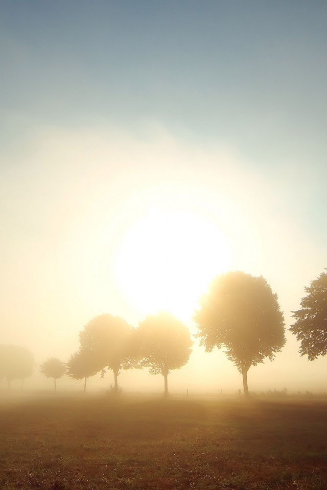 Деревья в поле обои
