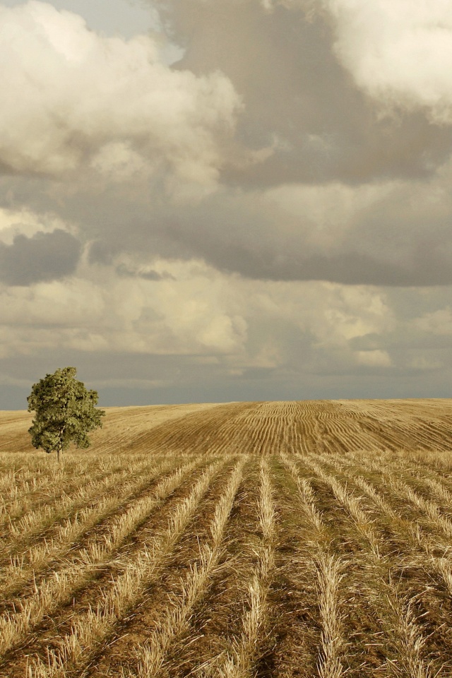 Дерево в поле обои