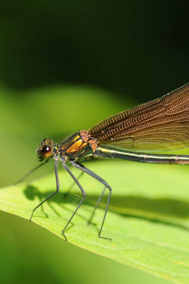 Стрекоза на листе обои