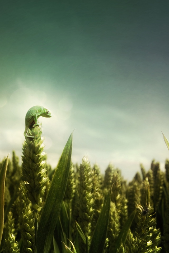 Маленький хамелеон на травинке обои