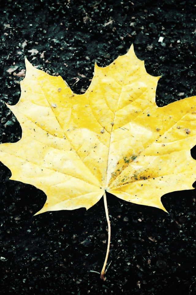 Желтый лист обои