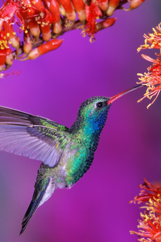 Колибри обои
