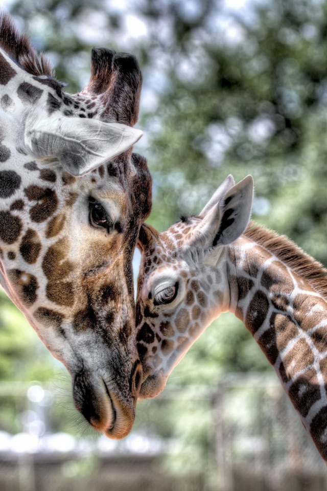 Жирафа и жирафёнок обои