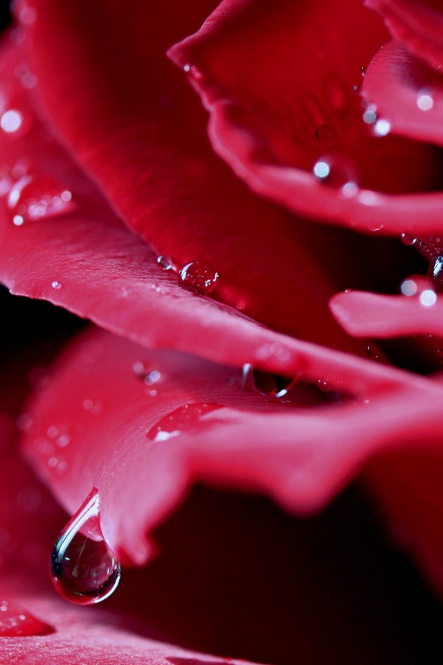 Капли на лепестках розы обои