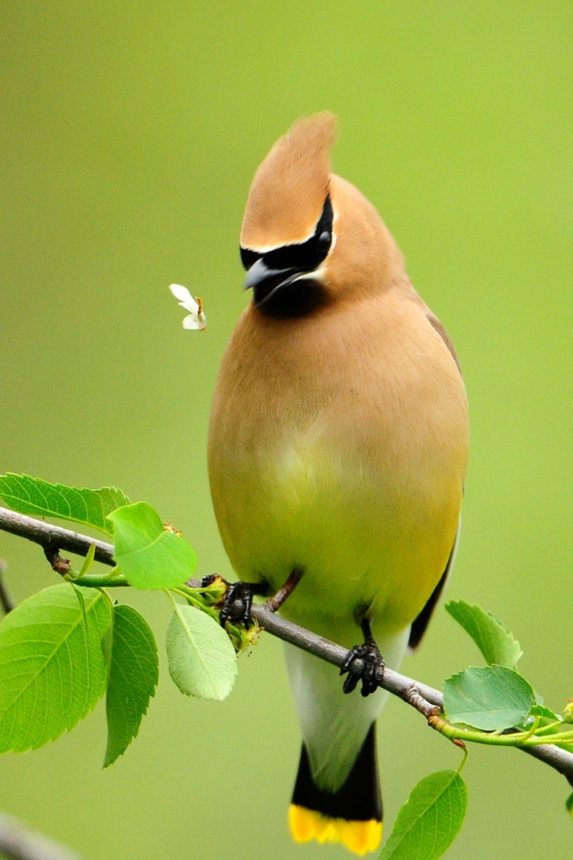 Оранжевая птичка обои