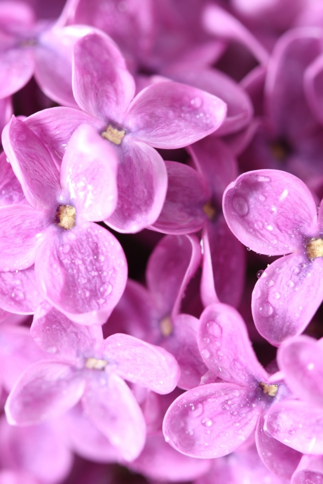 Цветы сирени обои