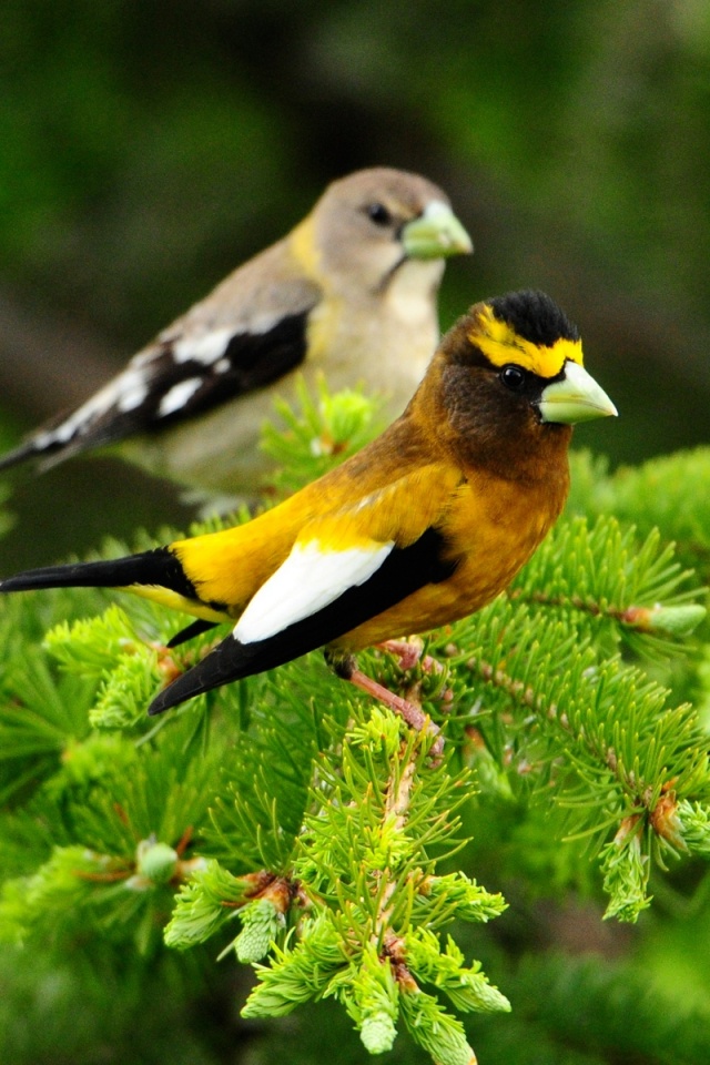 Птички с зелёными клювами обои