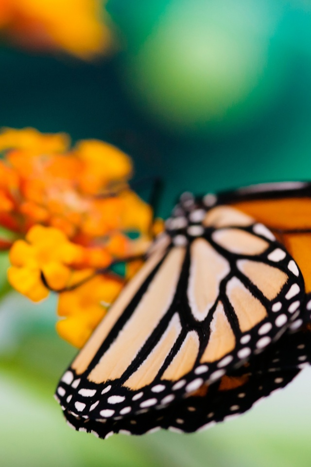 Бабочка на цветке в макро обои