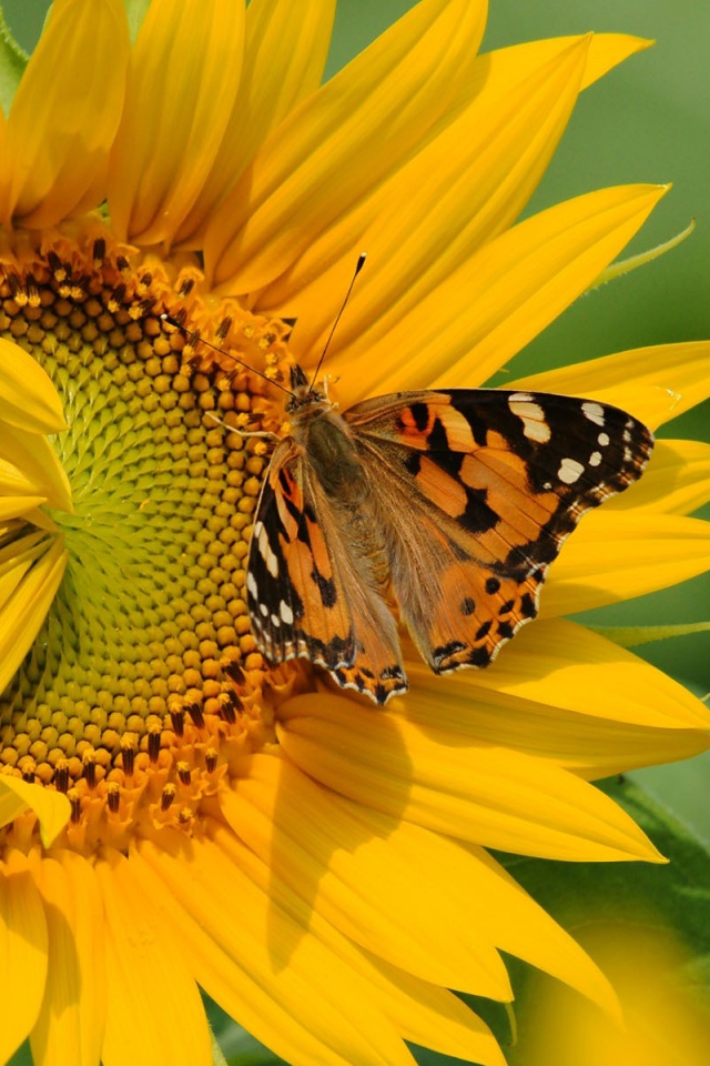Бабочка на подсолнухе обои