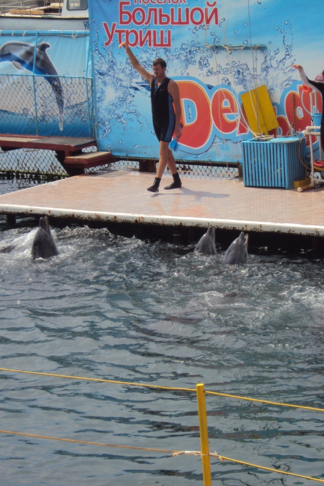 Утро в дельфинарии обои