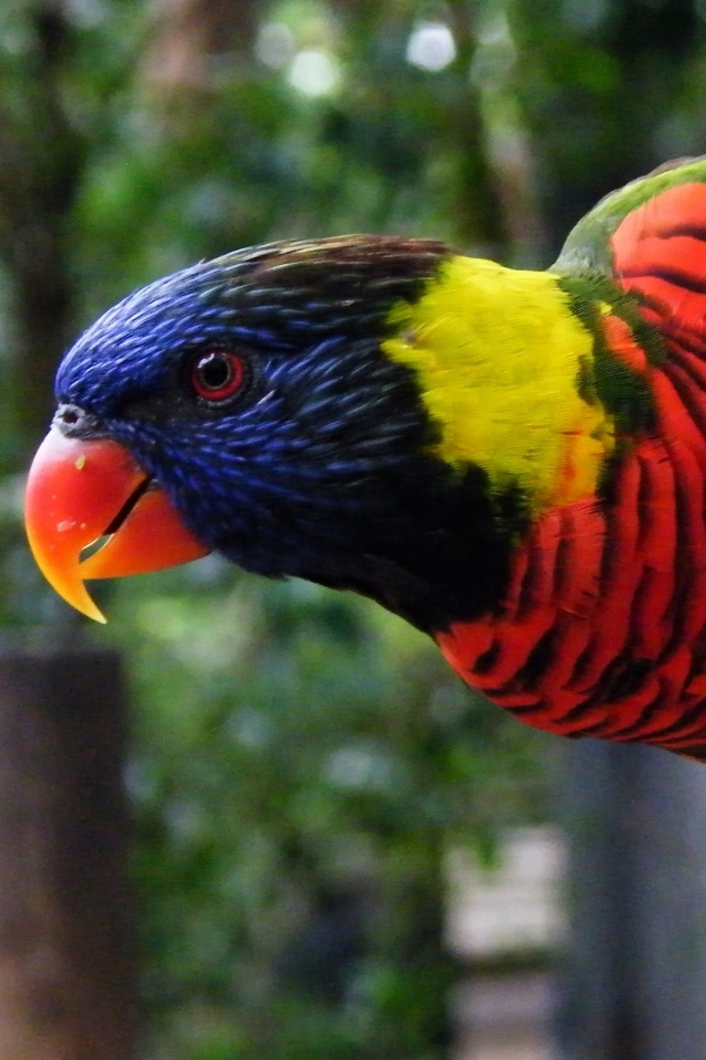 Попугай на канате обои