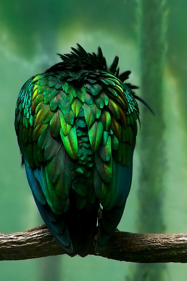 Птица спит на ветке обои