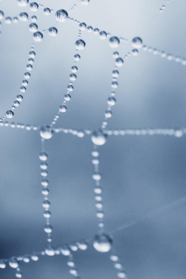 Капли росы на паутине обои