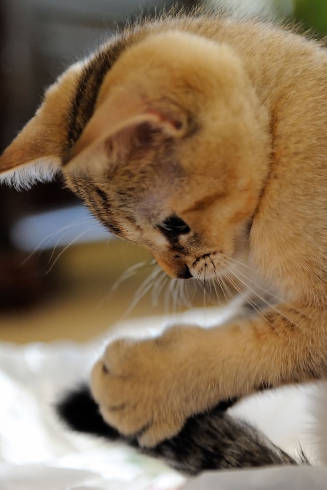 Маленький игруля обои