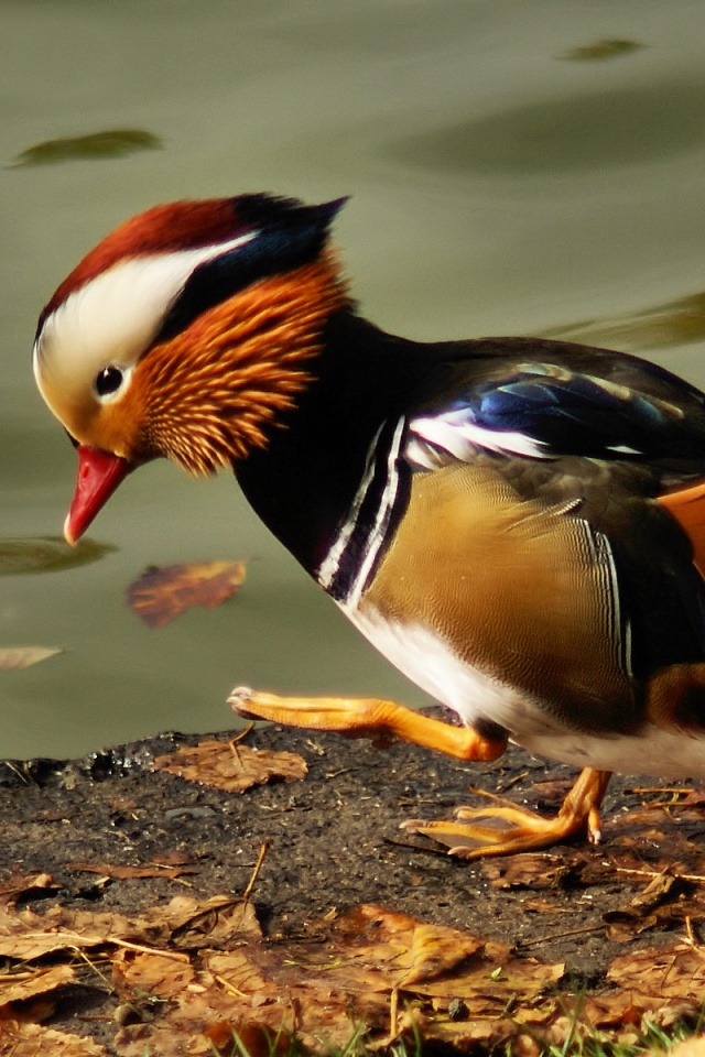 Уточка - мандаринка обои