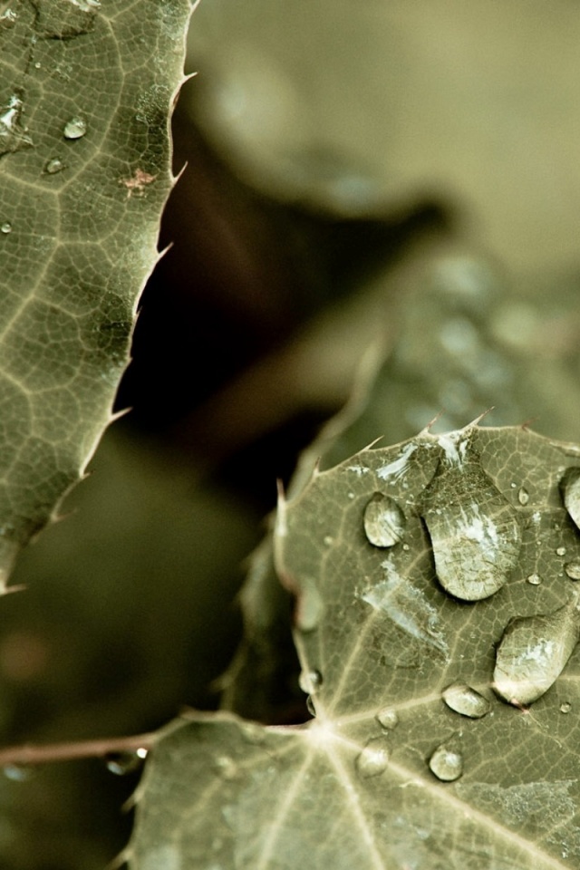 Капельки росы на листьях обои