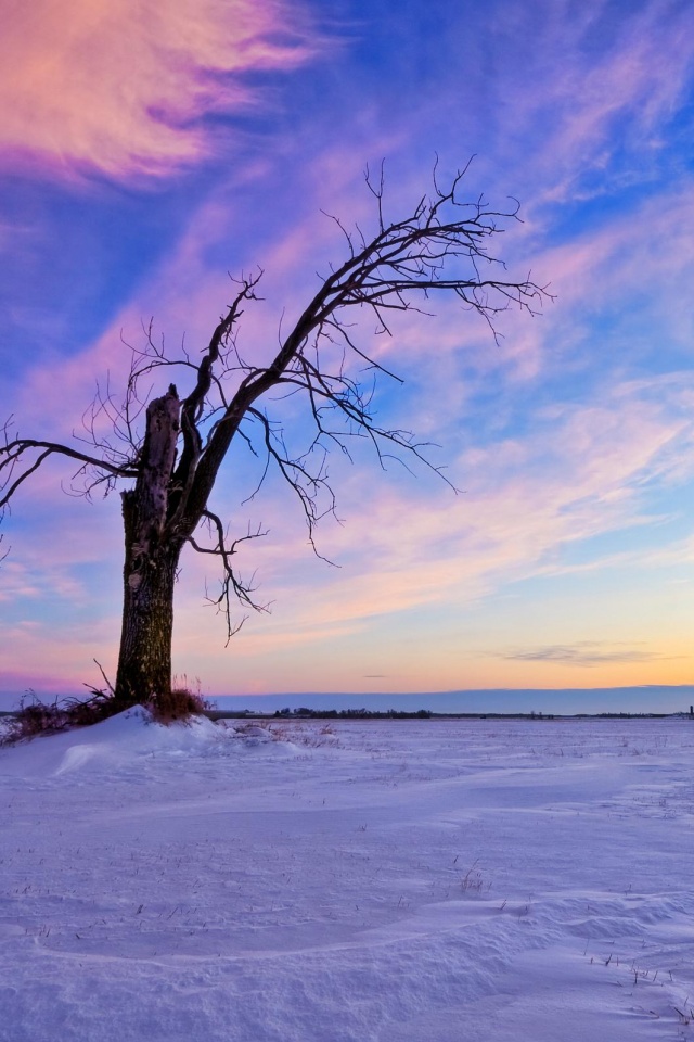 Сломанное дерево в снежной тундре обои