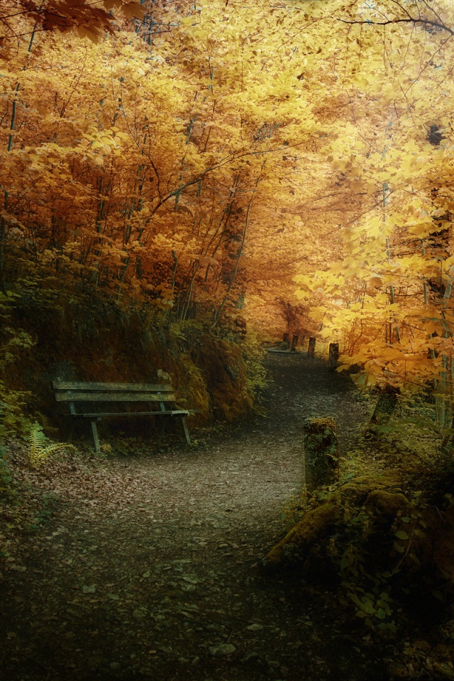 Скамейке в чаще парка обои