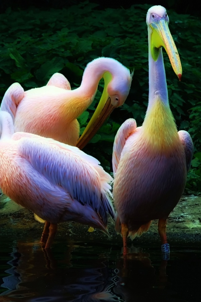 Разноцветные птицы обои