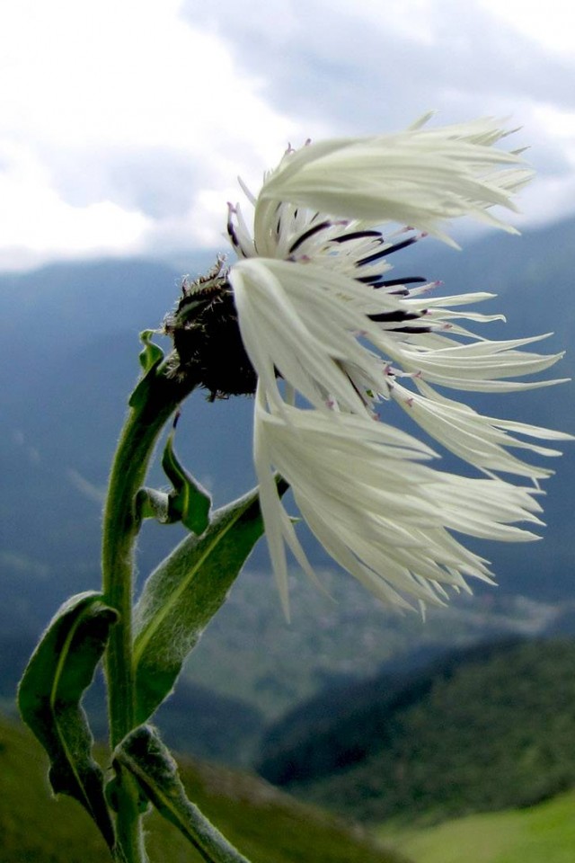 Горный цветок обои