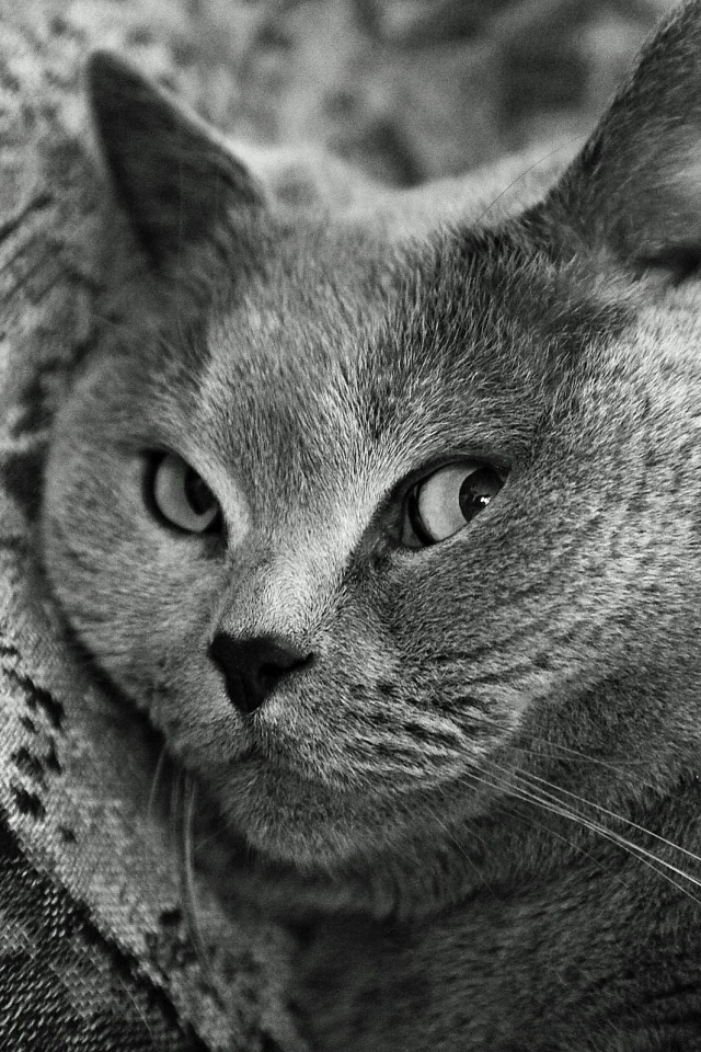 Щекастый британский котик обои