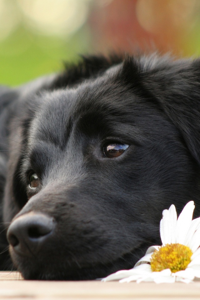 Собака с ромашкой обои