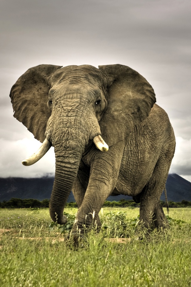 Слон на прогулке обои
