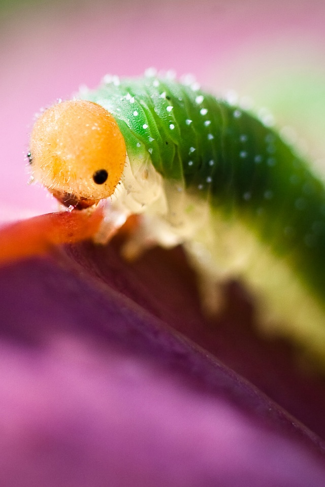 Гусеница бабочки на лепестке обои