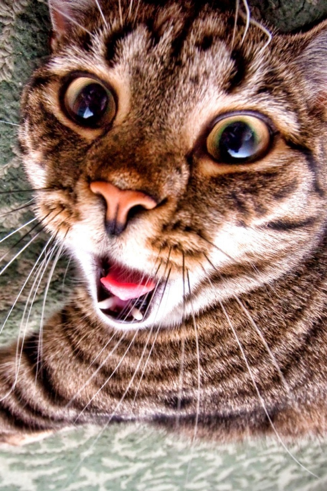 Спалившийся на ковре кошак обои