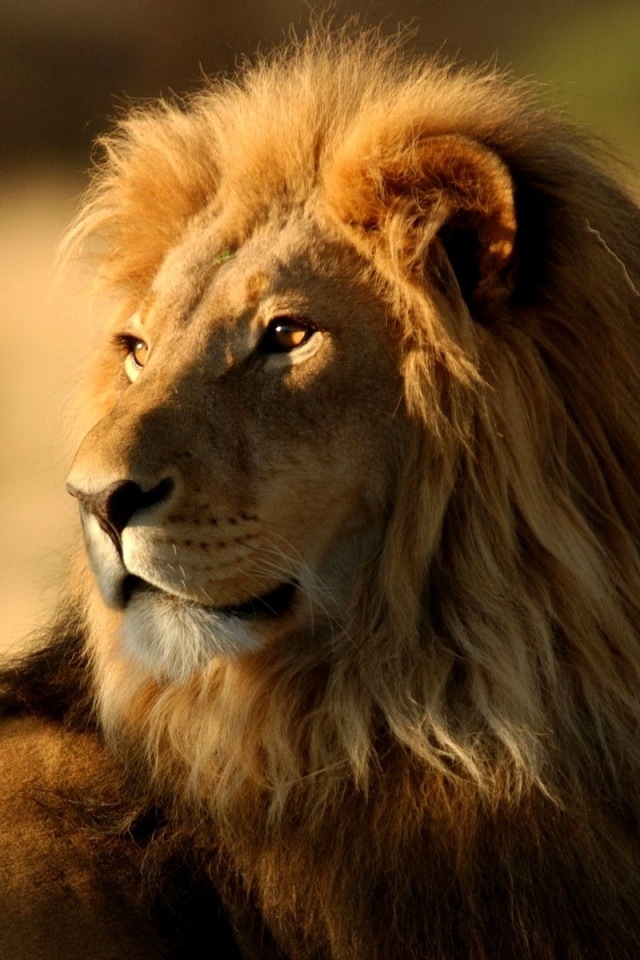 Царь зверей обои