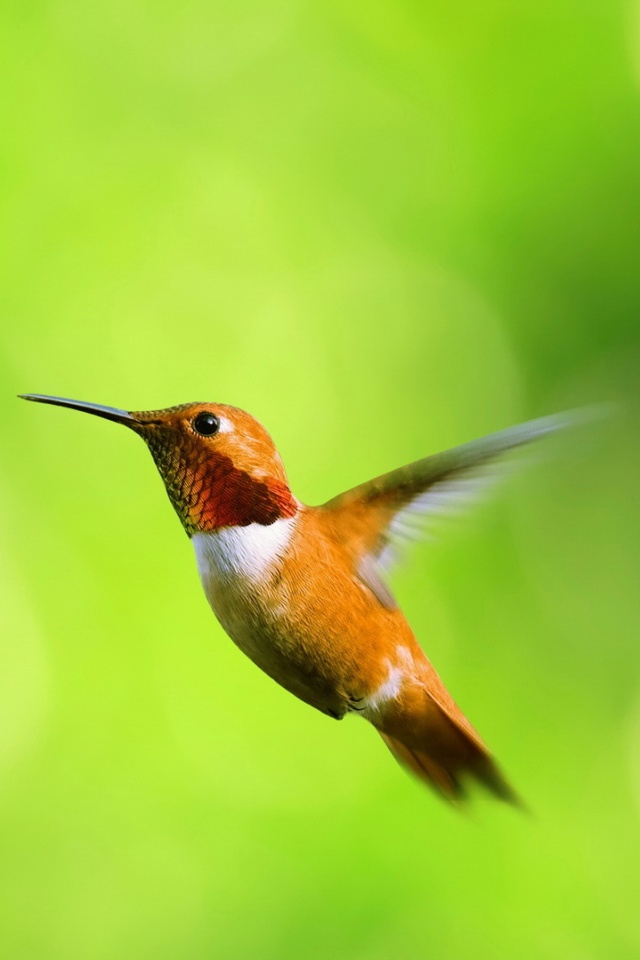 Маленькая колибри обои