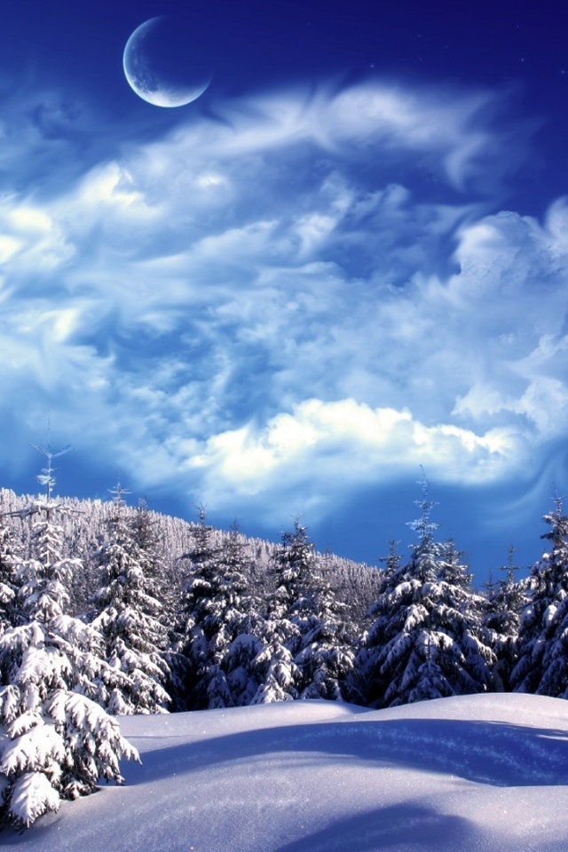 Зимний еловый лес обои