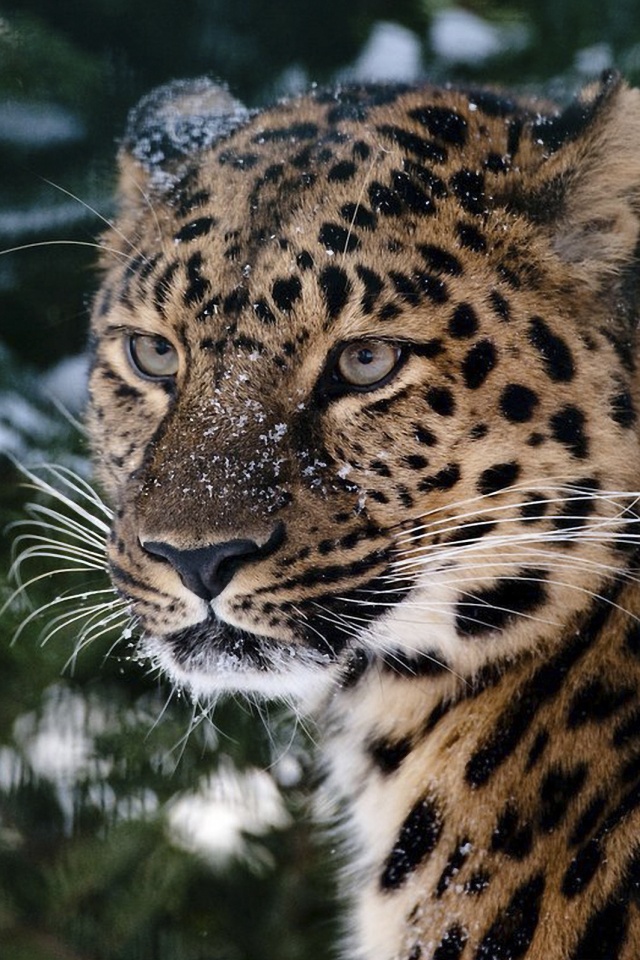 Леопард у заснеженной ели обои