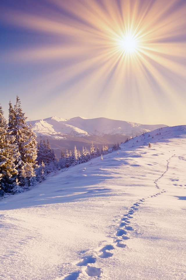Холодные лучи зимнего солнца обои