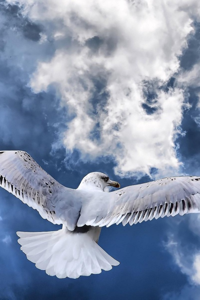 Гордая птица в полете обои