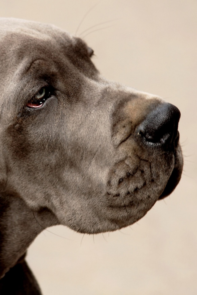 Грустная собака обои