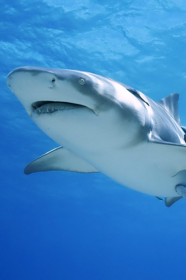 Красивая глубоководная акула обои