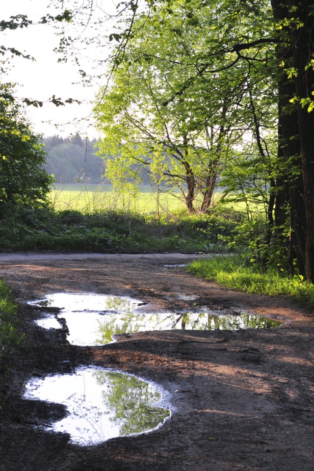 Лесная дорога обои