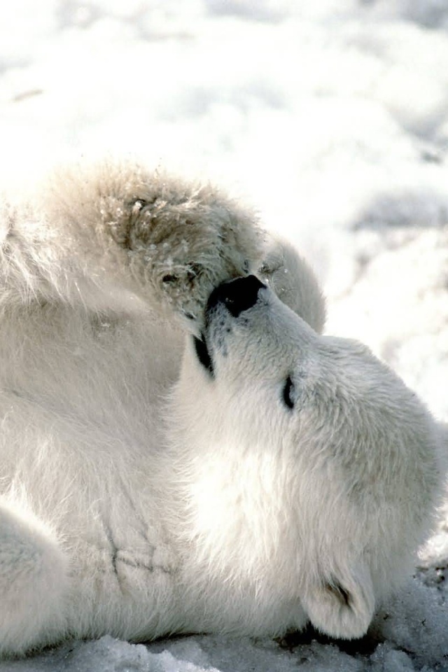 Мишка на севере обои