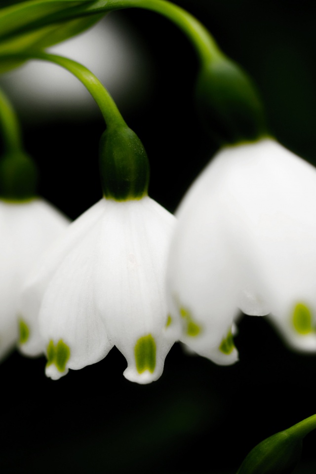 Белые ландыши обои